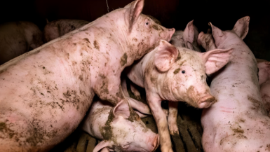 Élevages de cochons : révélations choquantes, la grande distribution réagit