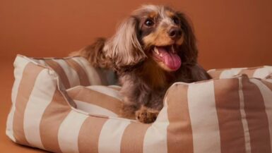 Découvrez la nouvelle collection Vertbaudet pour animaux qui fait sensation !