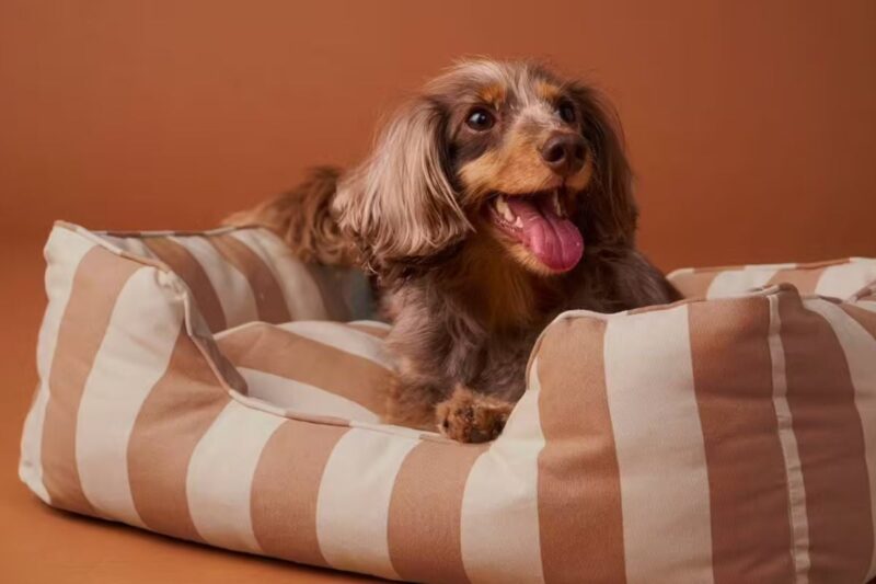 Découvrez la nouvelle collection Vertbaudet pour animaux qui fait sensation !
